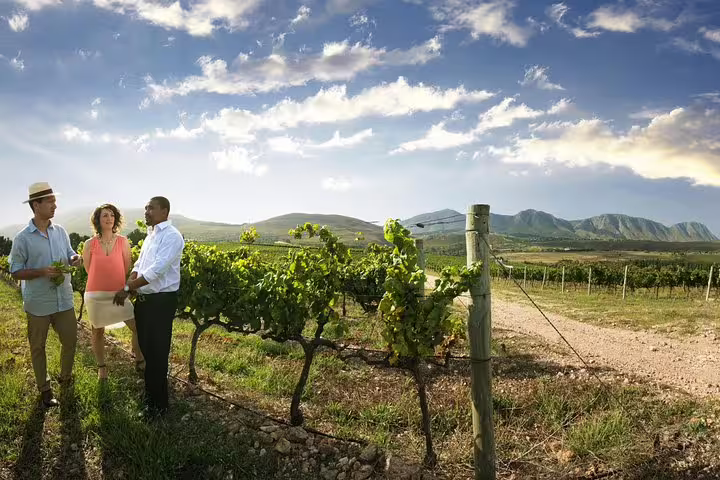 Tourists exploring scenic vineyards under a clear sky on a Stellenbosch, Paarl & Franschhoek wine tour.