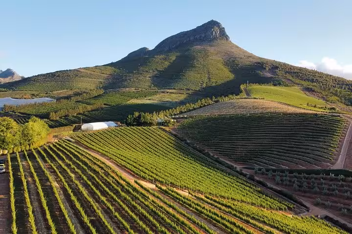 Scenic view of vineyards at the foot of a mountain, showcasing the lush landscapes of Stellenbosch wine region.