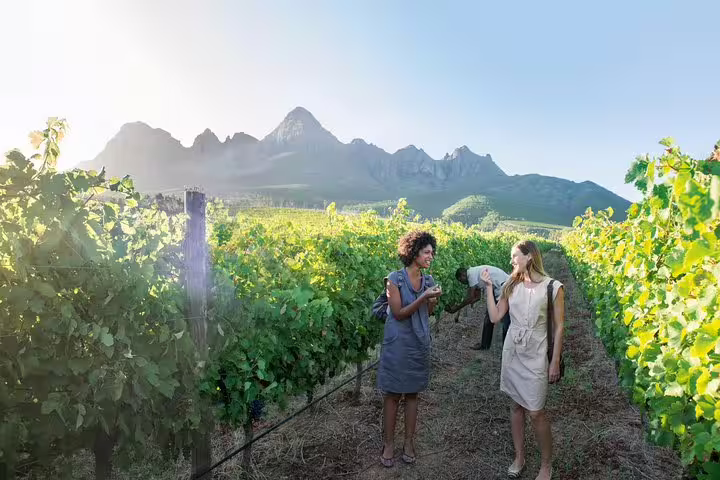 Tourists enjoying wine tasting amidst lush Stellenbosch vineyards with scenic mountain backdrop.