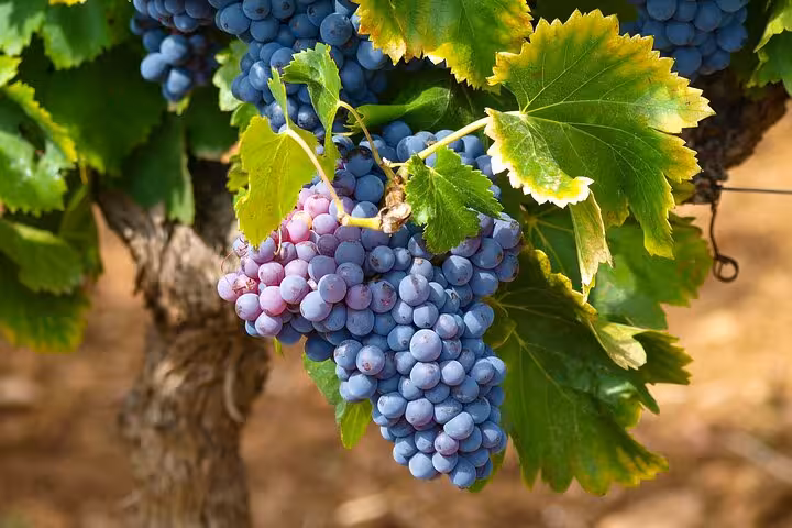 Close-up of ripe grapes on a vine in Stellenbosch, showcasing the rich viticulture of this renowned wine region.