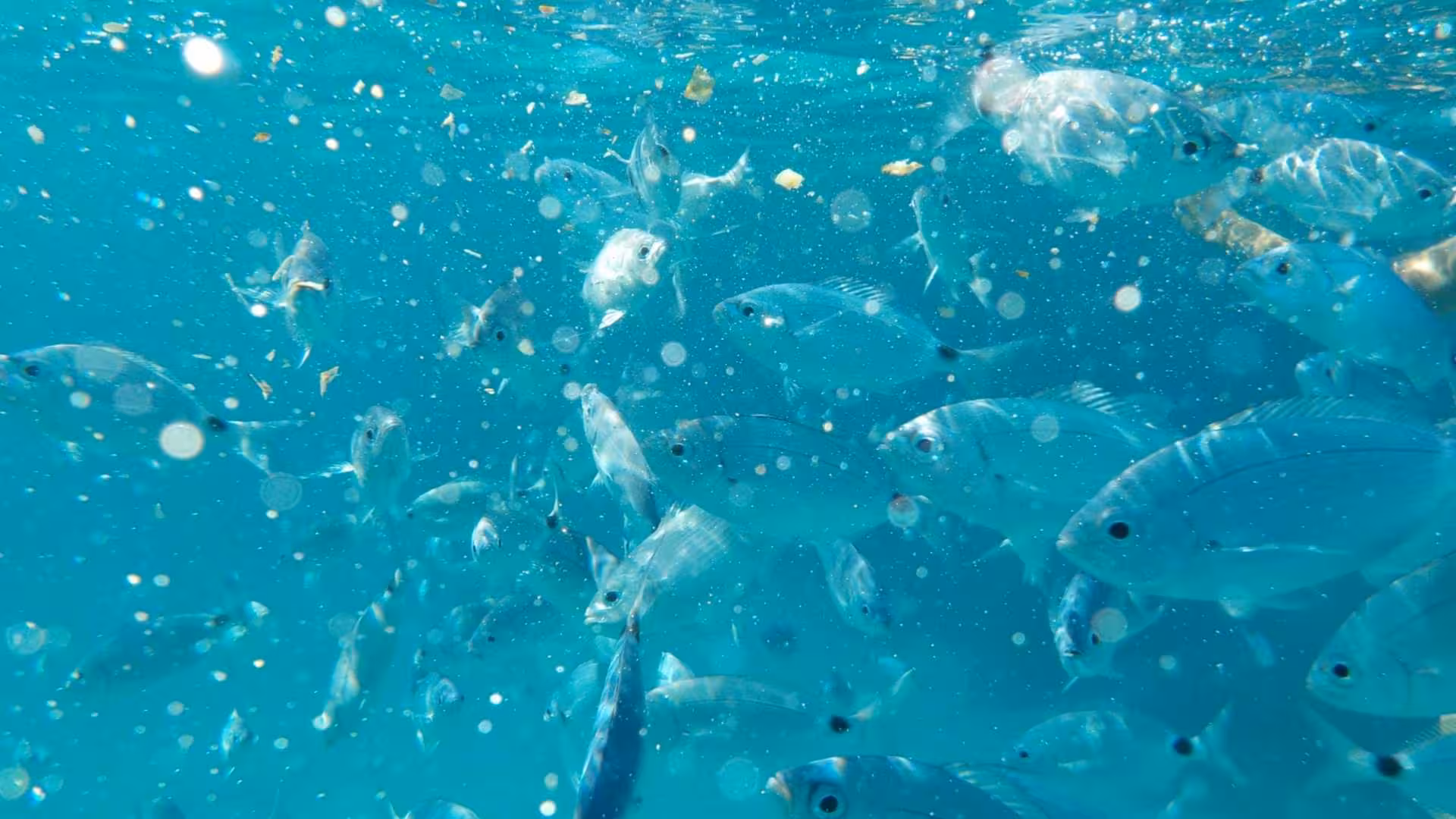 School of fish swimming in clear turquoise waters near Asinara during a Stintino sailing trip.
