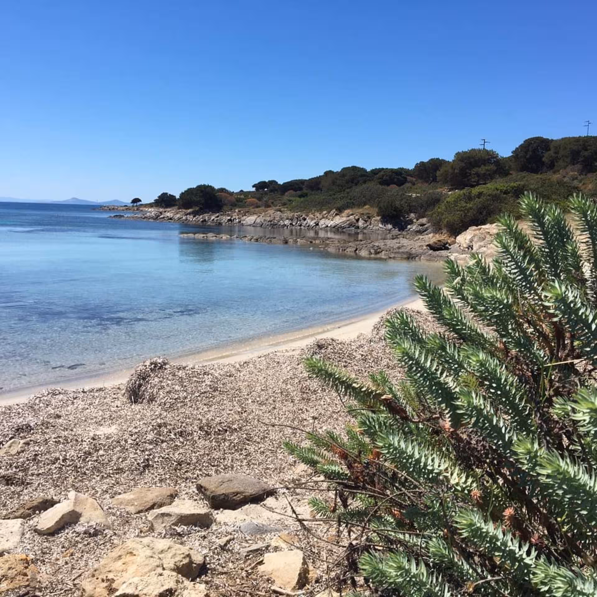 Serene beach on Asinara Island with clear waters and lush greenery, ideal for a Stintino wooden boat tour.