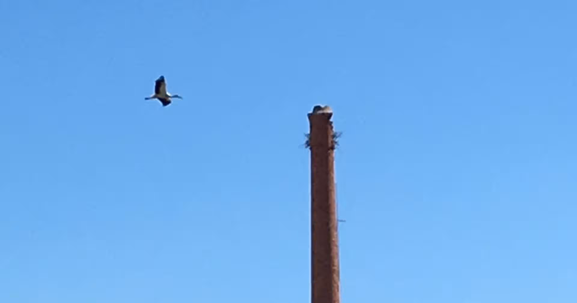 Stork flying above chimney nest under clear blue sky, wildlife spotting on Silves river tour in Algarve Portugal