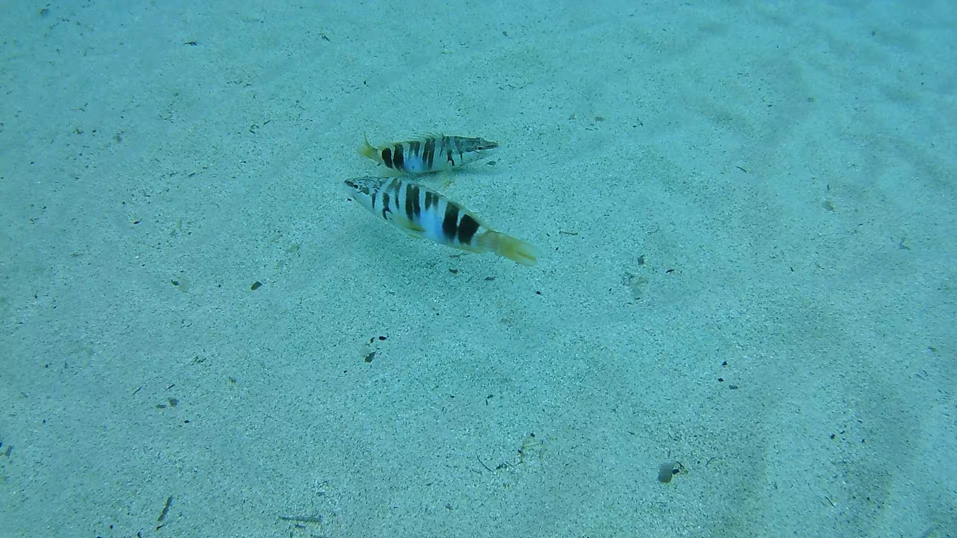 Striped fish swimming over sandy seabed in Cala Gonone, highlighting the diverse marine life of the Orosei Gulf.