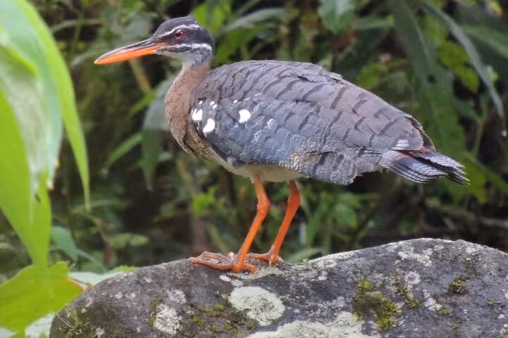 Sunbittern elegantly posed on a rock in tropical greenery, perfect for a bird watching adventure.
