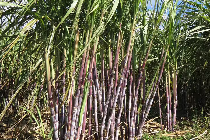 Lush sugarcane fields basking in sunlight, part of the Sunny Southwest Rum and Banana Waterfall Lighthouse Discovery tour.