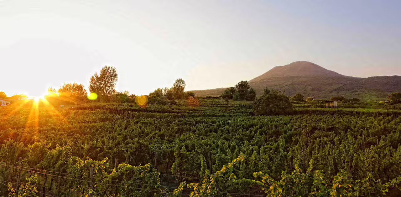 Golden sunset over lush vineyards on the slopes of Mount Vesuvius, perfect setting for a romantic dinner in the vineyard