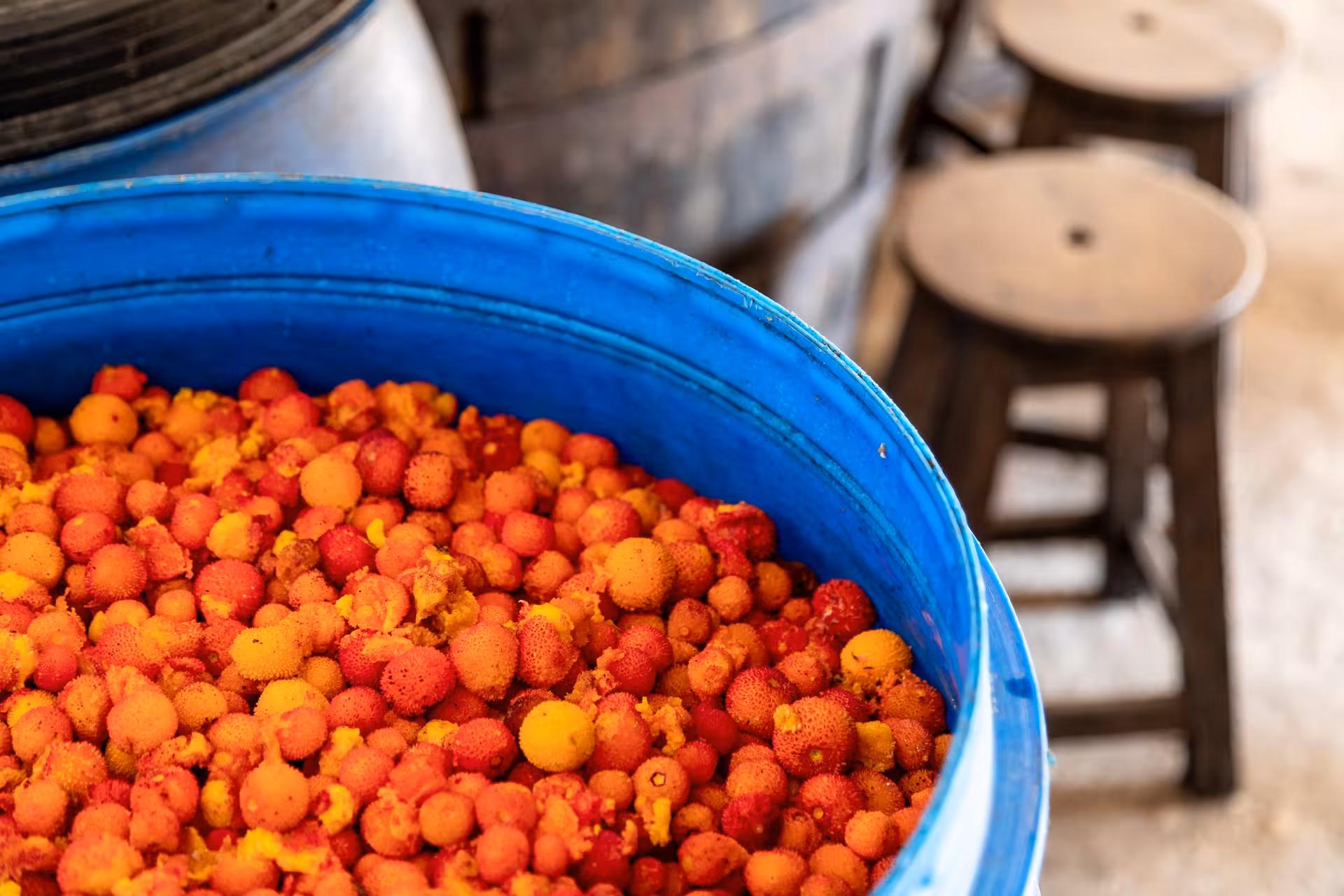 Large blue tub filled with bright medronho berries ready for traditional Algarve brandy making on the Super Dia tour