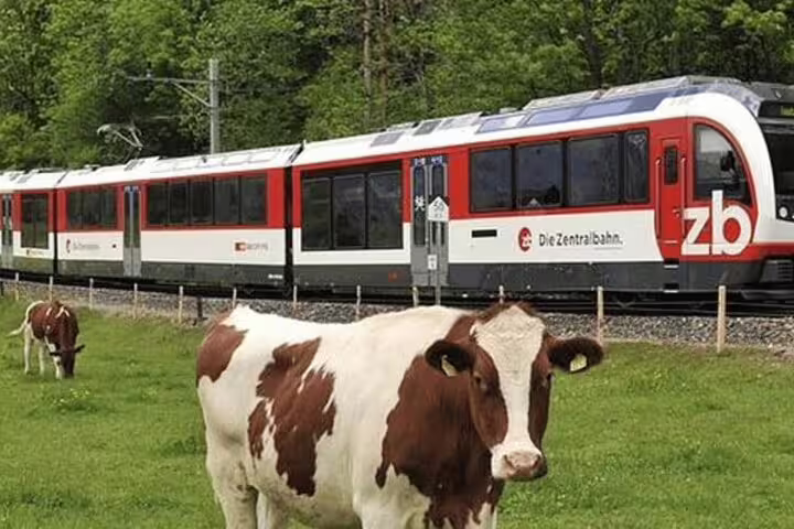 Swiss train travels through scenic countryside with grazing cows, showcasing the idyllic Swiss landscape.