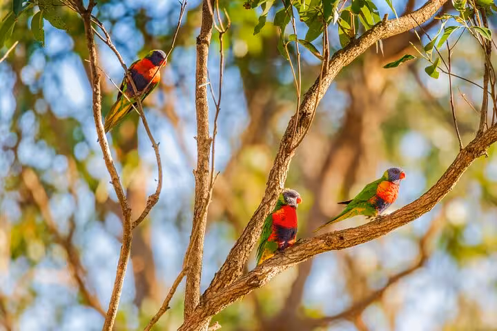 Colorful parrots perched on a tree branch in Sydney's scenic Southern Highlands, ideal for nature lovers on a wine tour.