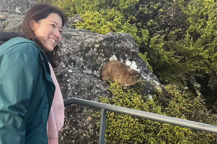 Visitor smiling near a rock hyrax on Table Mountain, showcasing wildlife on the Table Mountain National Park tour.