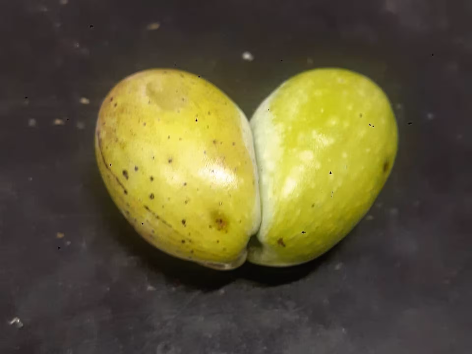 Close-up of freshly picked Taggia olives, showcasing quality produce for olive mill tasting tour.