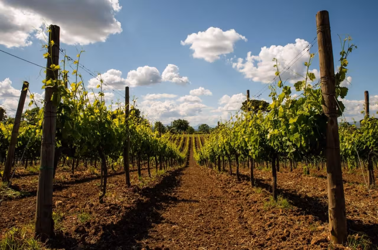 Sunlit Taurasi vineyard rows in Irpinia, Campania, showcasing the landscape on a light wine tasting tour