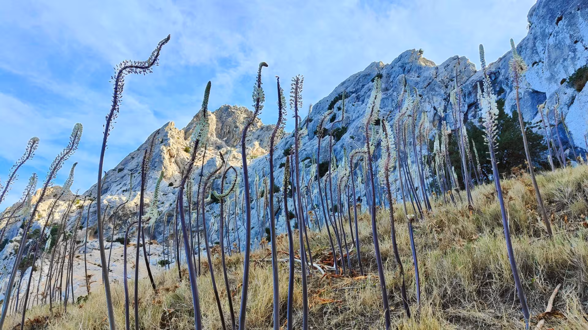 Unique wildflowers flourish against the rugged limestone cliffs of Tavolara during the trek from Porto San Paolo.