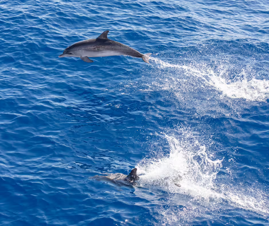 Dolphins gracefully leap through the vibrant blue ocean waters on a magical Teide y Delfines tour experience.