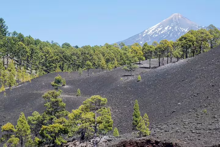Lush pine forests against the backdrop of Mount Teide's snow-capped peak in Teide National Park.