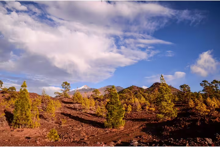 Scenic view of Teide National Park's volcanic landscape with lush green pines under a vibrant blue sky.