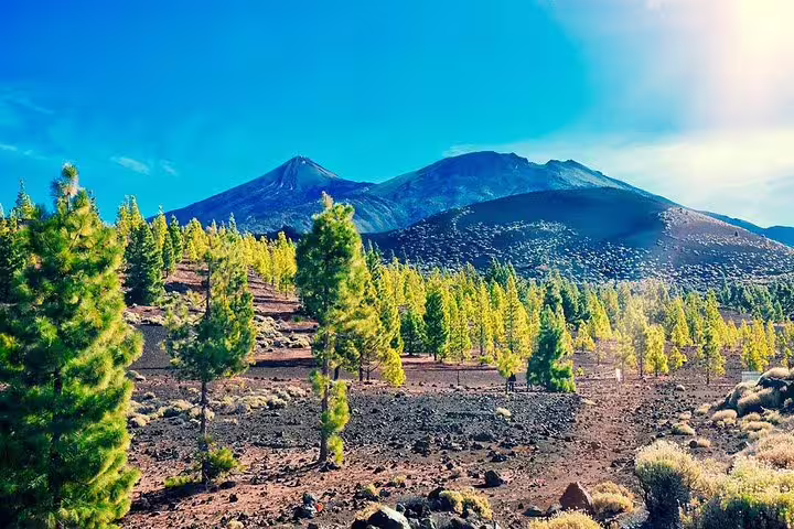Lush green pines under clear skies at Teide National Park, showcasing volcanic landscapes for adventurous tours.