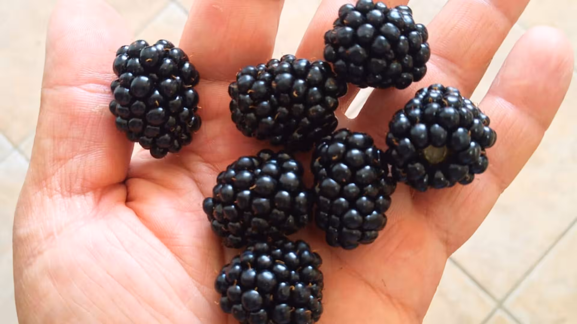 Handful of fresh blackberries showcasing local ingredients for distillates at the Tempio Pausania workshop tour.