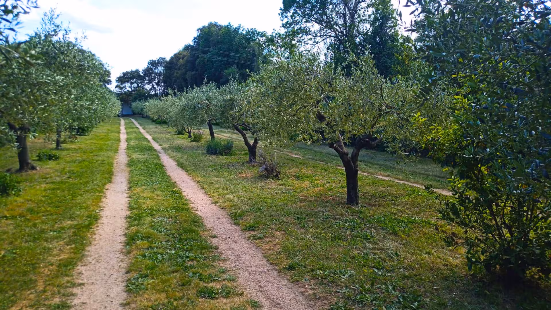 Lush olive trees line a dirt path in Tempio Pausania, perfect for exploring during a distillates workshop tour.