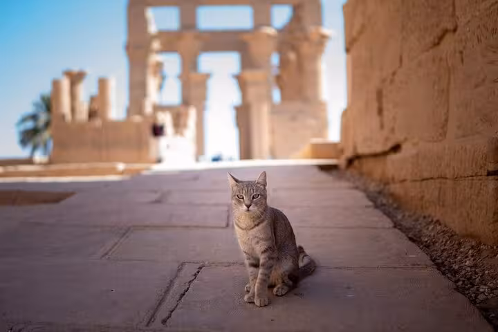 Temple cat in Luxor ruins, a photo stop on Marsa Alam day tour to Karnak and Valley of the Kings