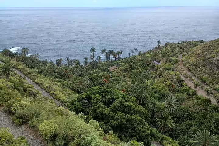 Scenic view of lush greenery and palm trees overlooking the ocean on Tenerife's north coast private tour.