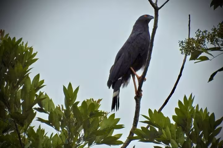 A dark-colored bird perched on a branch against the sky, spotted on the Tenorio Wildlife Safari bird watching tour.