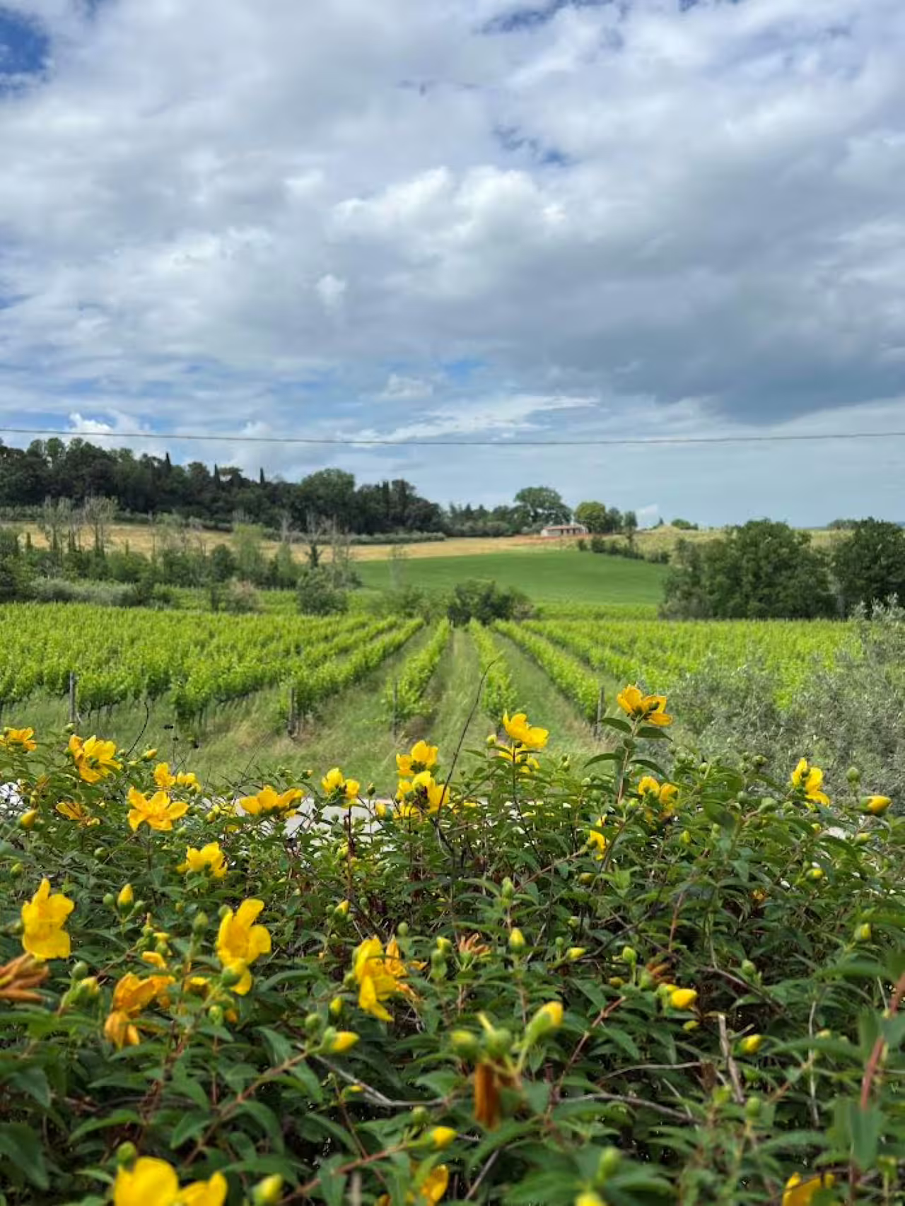 Tenuta La Viola vineyard panorama with wildflowers, setting for Discover Italian Wines 6 tasting experience
