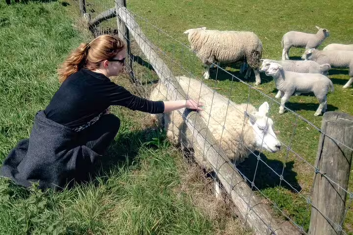 Visitor petting a Texel sheep by a fence, authentic farm experience on a guided Texel day tour in Holland