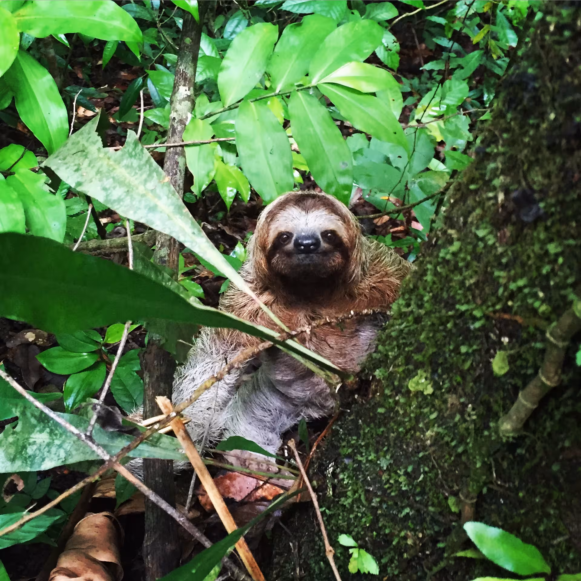 Three-toed sloth nestled among dense foliage in Hacienda Baru, Manuel Antonio nature tour.