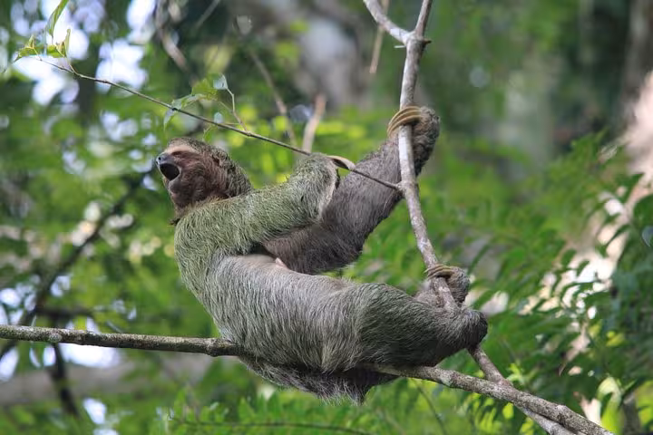 A three-toed sloth leisurely hanging on a branch in Manuel Antonio National Park's lush rainforest.