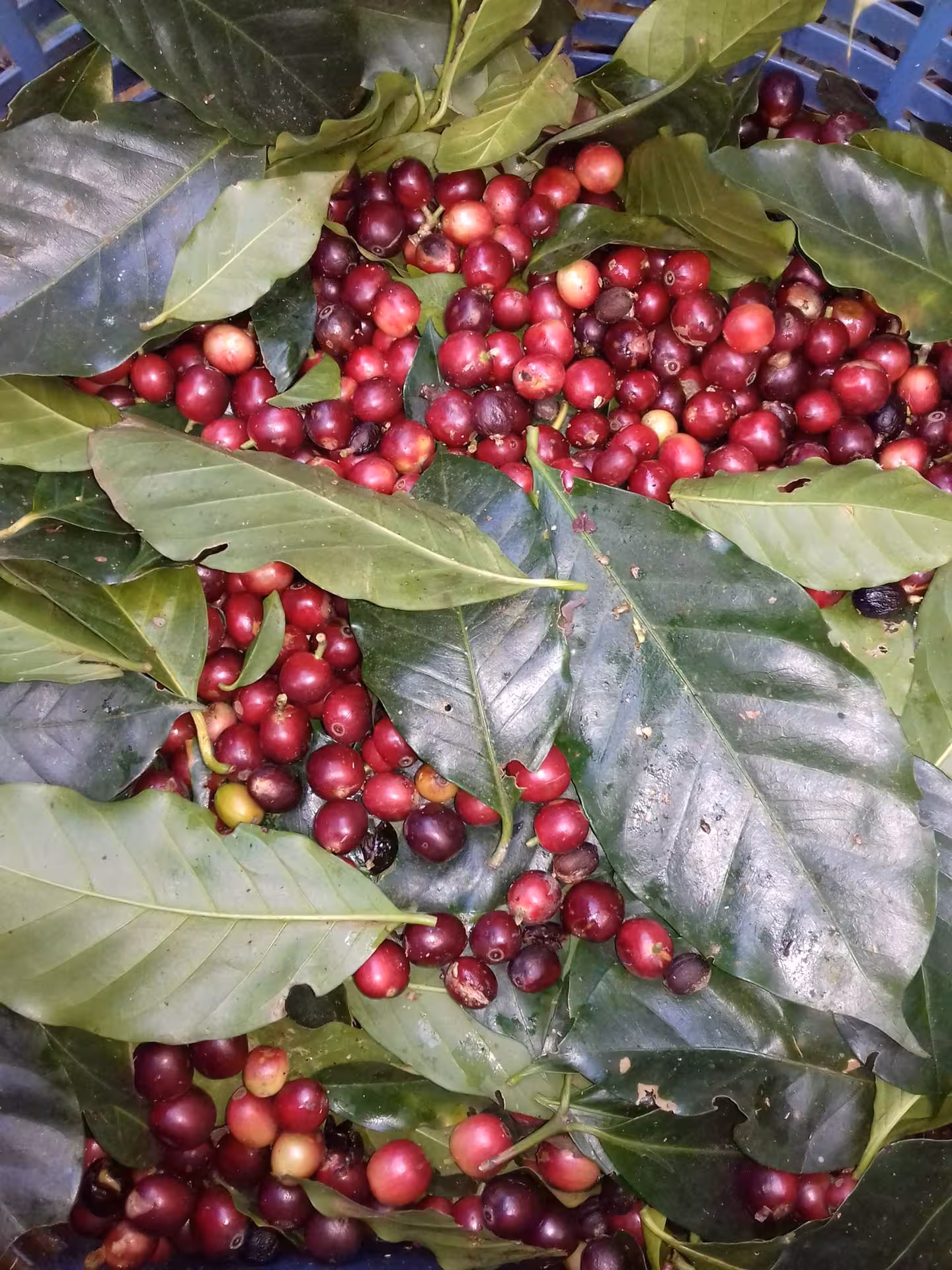 Freshly harvested ripe red coffee cherries in a basket with leaves on the Tierra Amiga Coffee Tour.