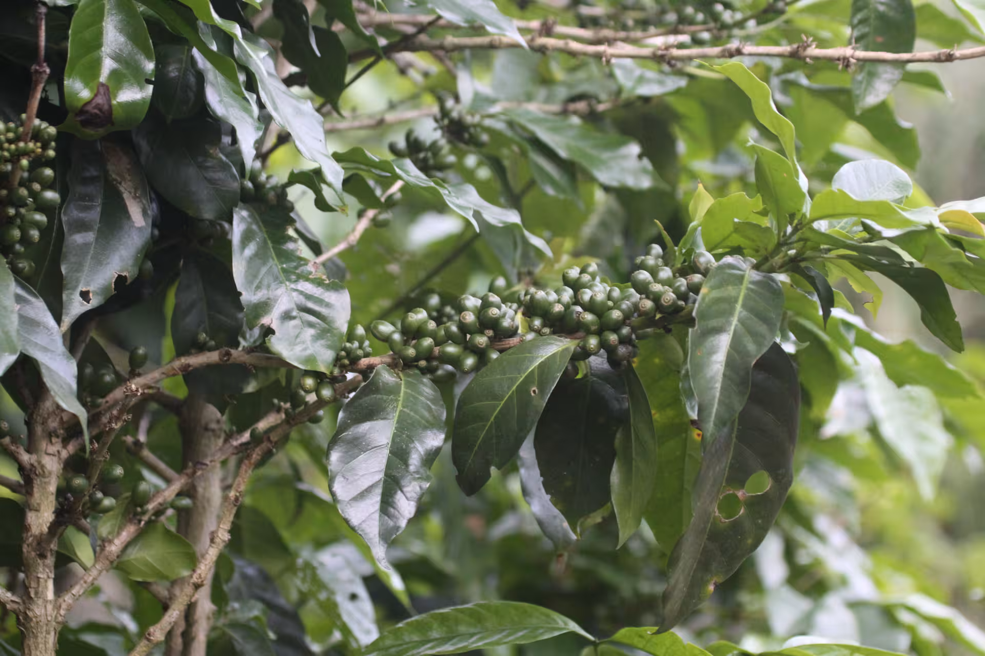 Close-up of lush green coffee plant with unripe beans at Tierra Amiga Coffee Tour in San Marcos.
