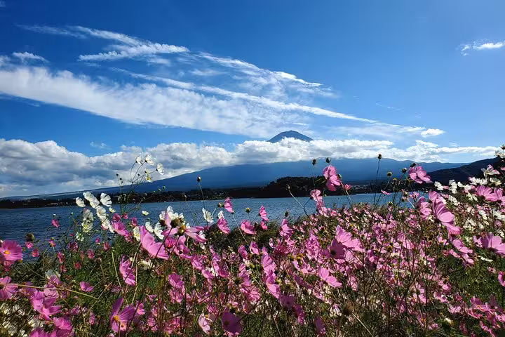 Vibrant pink and white flowers bloom by a serene lake with Mount Fuji in the distance, ideal for a customizable Tokyo tour.