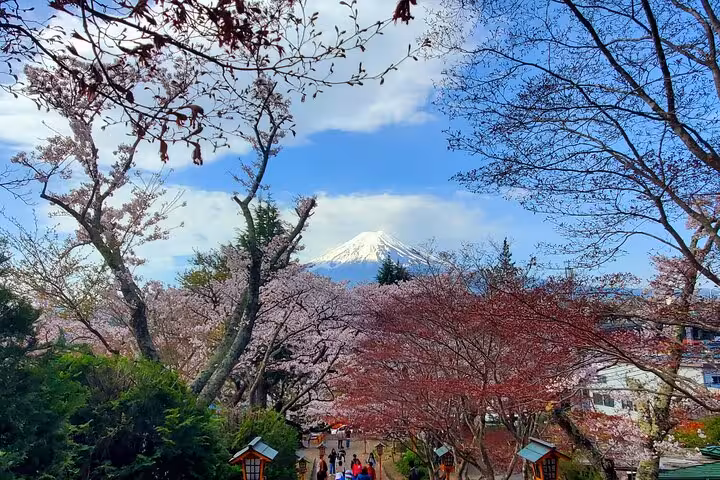Cherry blossoms frame Mount Fuji on a clear day, showcasing the beauty of Tokyo and Hakone in spring.