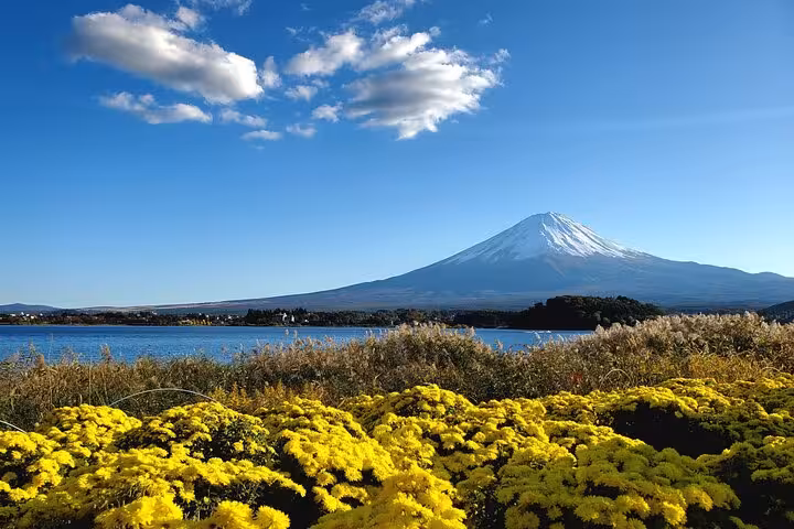 Scenic Mount Fuji backdrop with vibrant yellow flowers, ideal for a customizable Tokyo to Mt. Fuji tour.