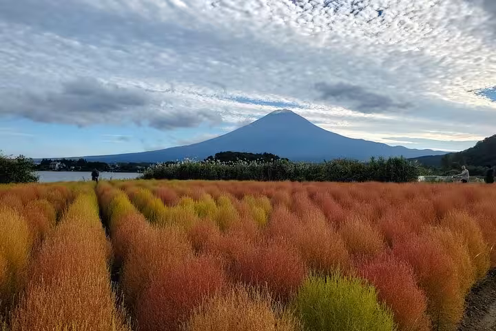 Vibrant autumn fields with Mt. Fuji in the background, perfect for a private Tokyo to Mt. Fuji tour experience.