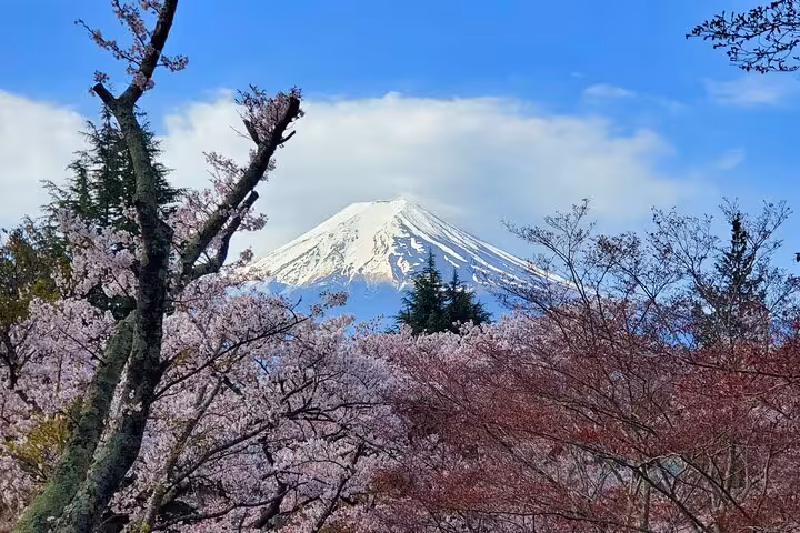 Stunning view of Mt. Fuji framed by cherry blossoms, ideal for Tokyo to Mt. Fuji customizable private tours.