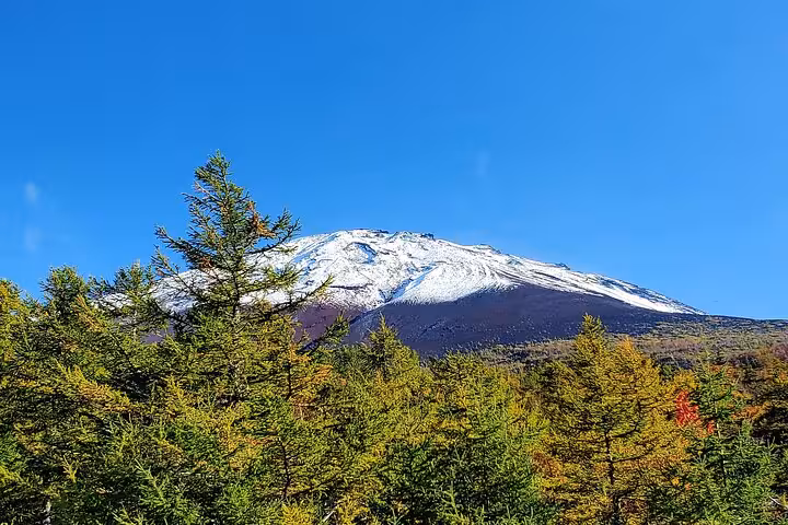 Snow-capped Mount Fuji rising above lush evergreen forest under a clear blue sky on a customizable private tour.