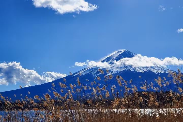 Snow-capped Mount Fuji under clear blue skies with golden reeds swaying in the foreground, perfect for a Tokyo day tour.