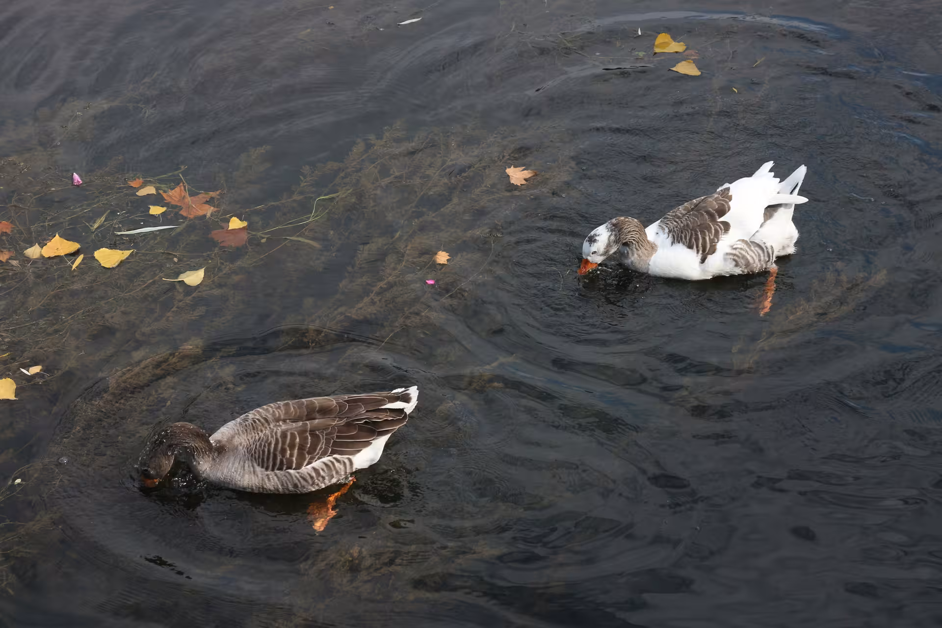 Two ducks swim in a serene pond, surrounded by autumn leaves, part of Tomar's natural beauty on the walking tour.