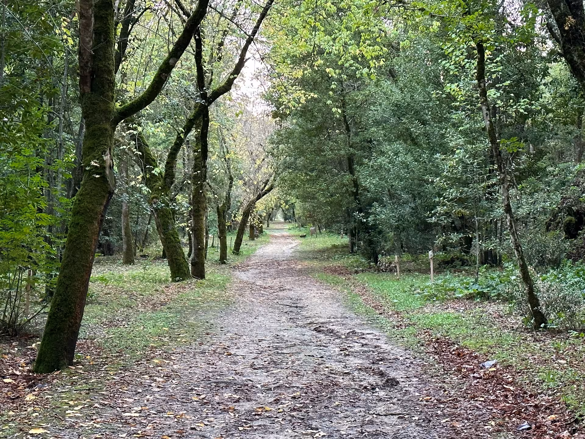 Scenic forest path in Tomar, Portugal, perfect for exploring knights' myths and cultural secrets on a walking tour.
