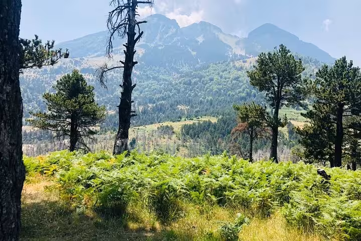 Scenic view of Tomor Mountain with lush greenery, ideal for hiking in Dardhe's picturesque landscapes.