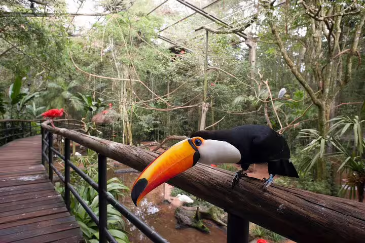 Close-up of a toucan perched on a railing at Bird Park during a private Foz do Iguaçu tour with panoramic flight.