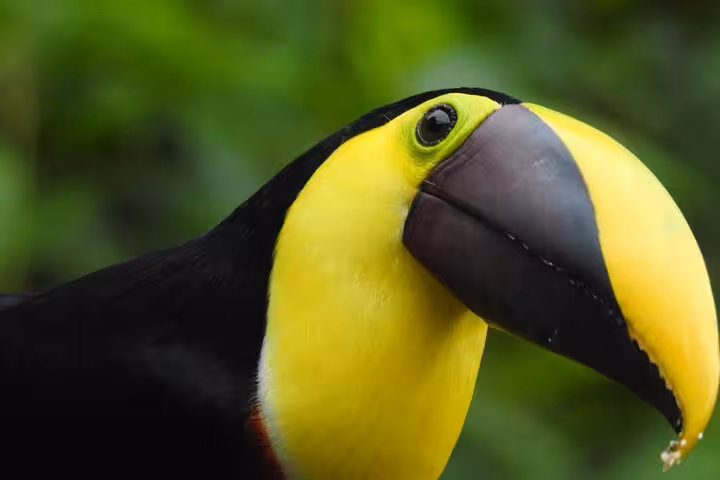 Close-up of a toucan with vibrant yellow and black plumage, perfect for bird watching enthusiasts.