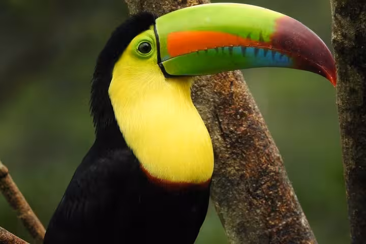 Colorful toucan with a vivid green and orange beak resting on a tree, a highlight of Tenorio's wildlife safari tours.