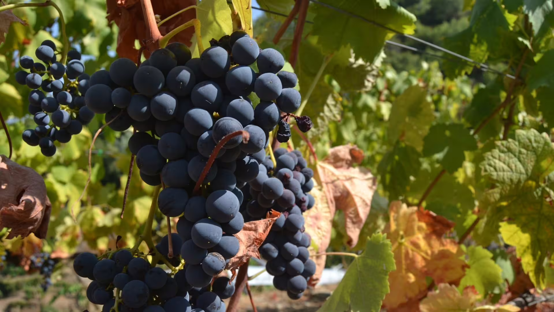 Image of a bunch of Touriga Nacional red grapes