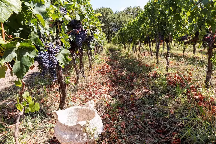 Ripe Touriga Nacional grapes hang in Douro Valley rows near Porto, captured during harvest on our wine regions tour.