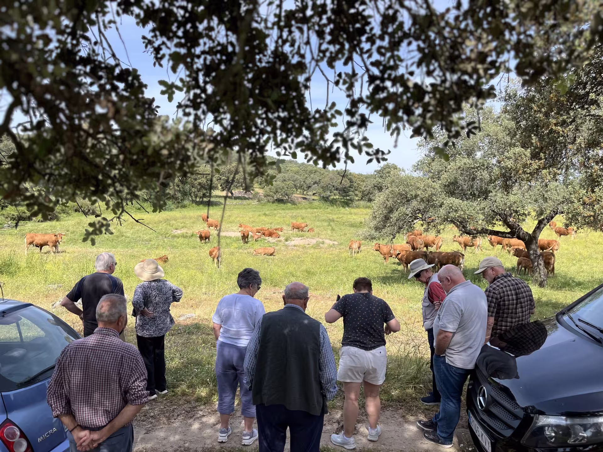 Tourists observing cows in a lush green meadow during a photographic safari and Iberic ham tasting tour.