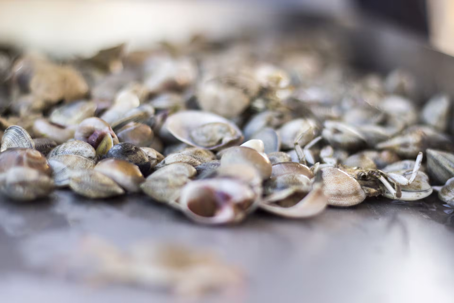 Freshly caught clams and shells on a tray, local seafood tasting from a Trabocchi Coast fishing tourism tour